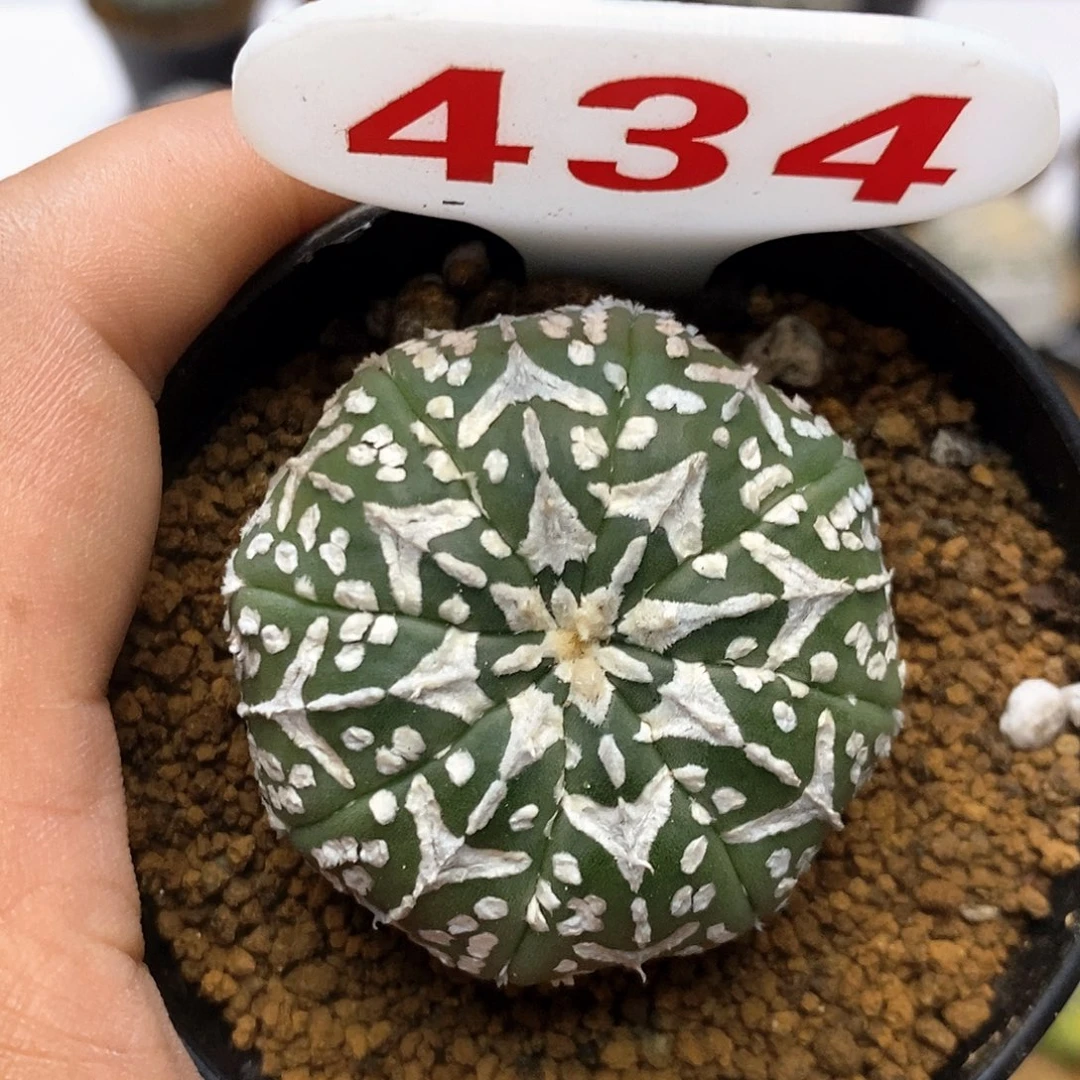 开播后特价咯福利了特价