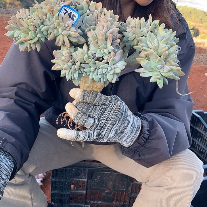 745 淡雪缀 一物一拍