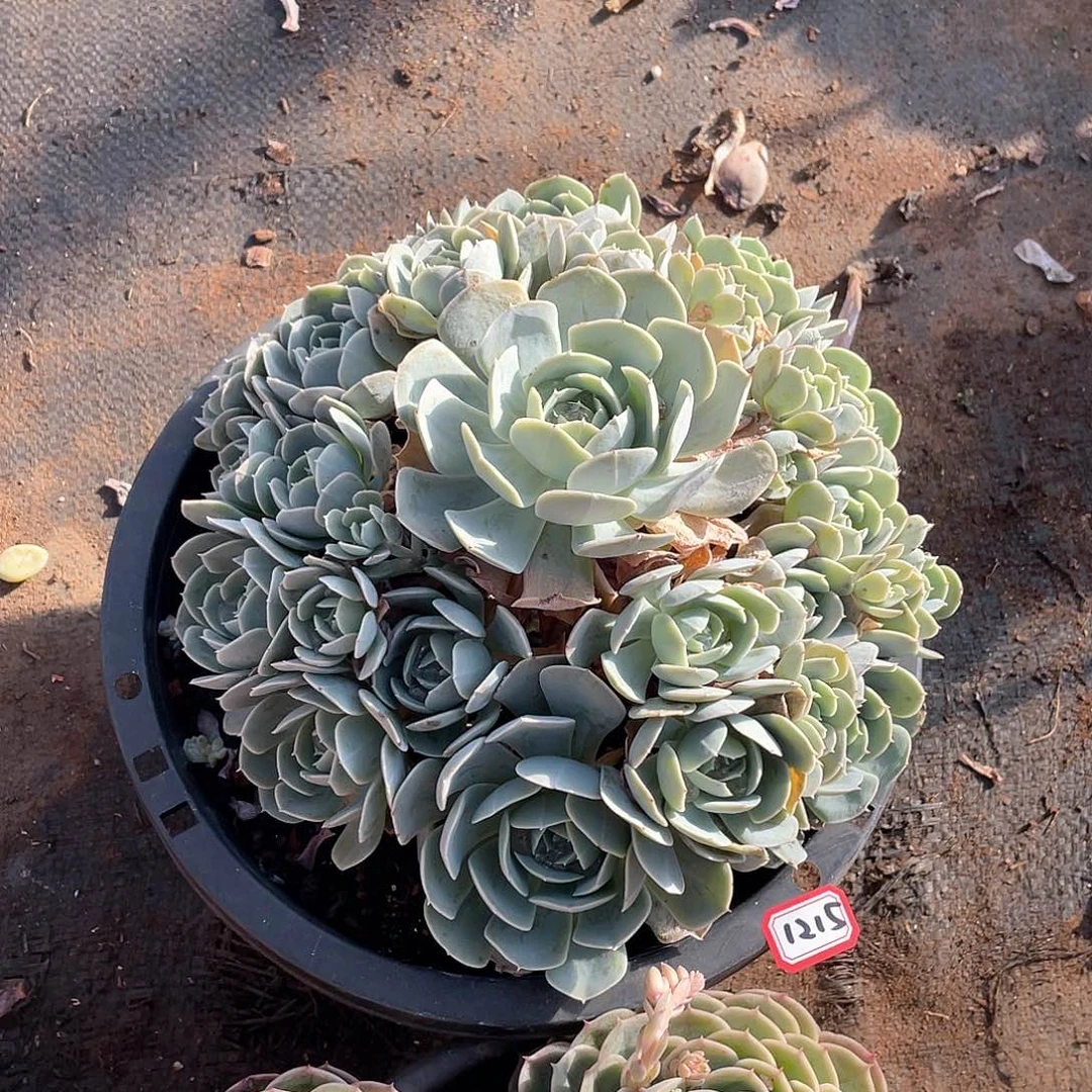 1215安娜玫瑰 一物一拍多肉