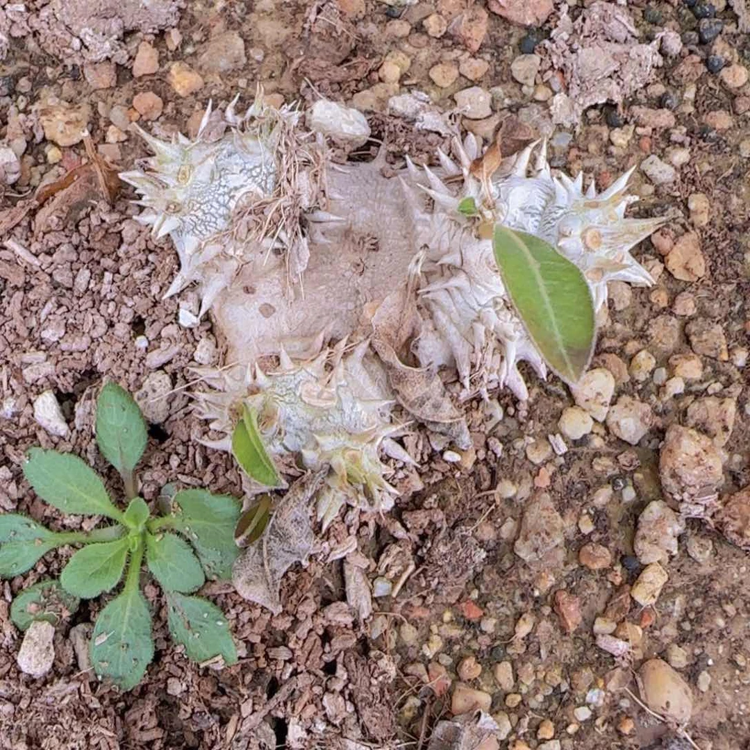 块根植物块块根植物