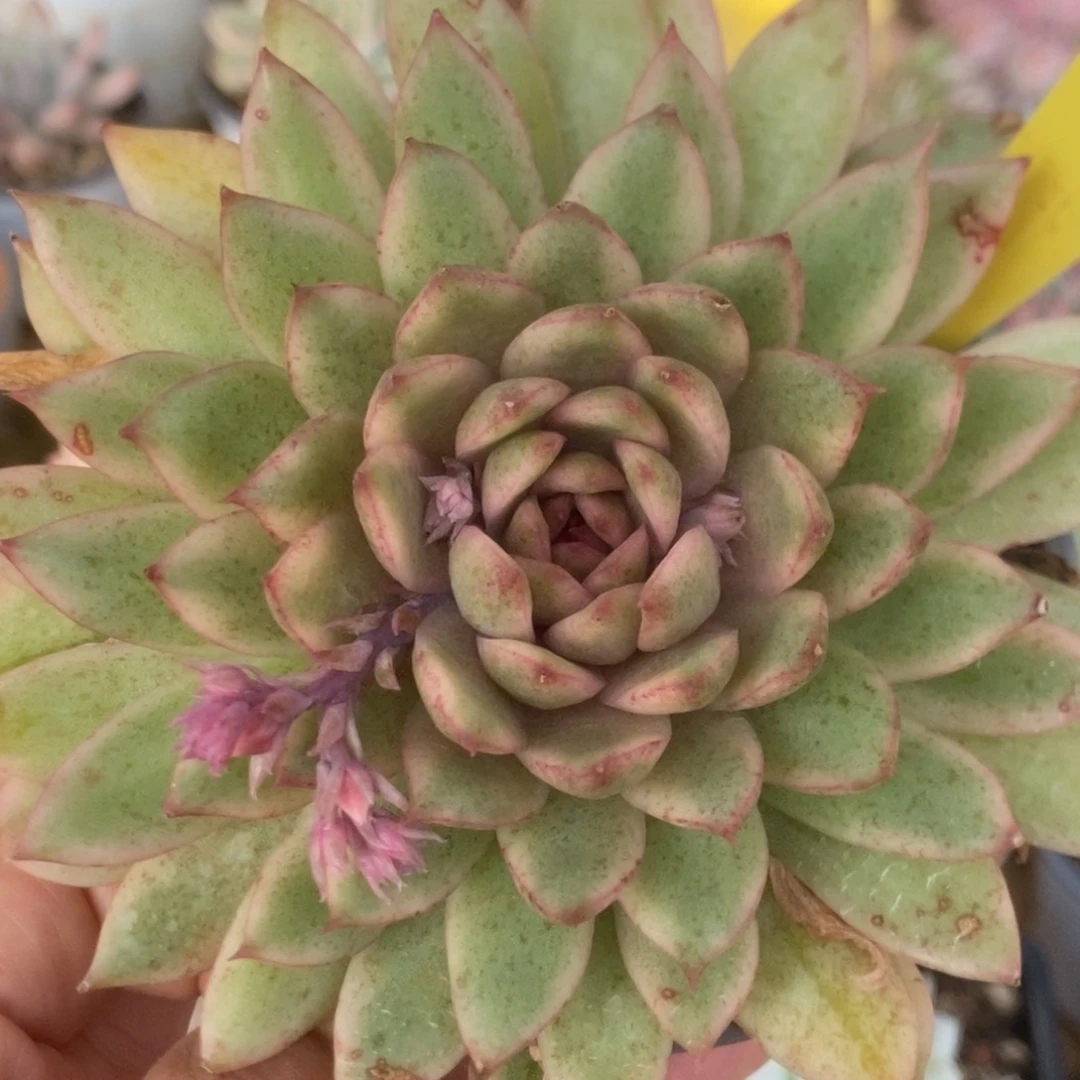 159赤水晶锦锦锦锦锦