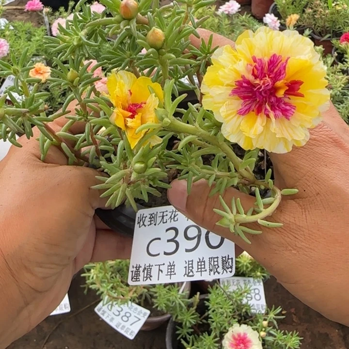 全部花朵C390超小苗盆口10cm