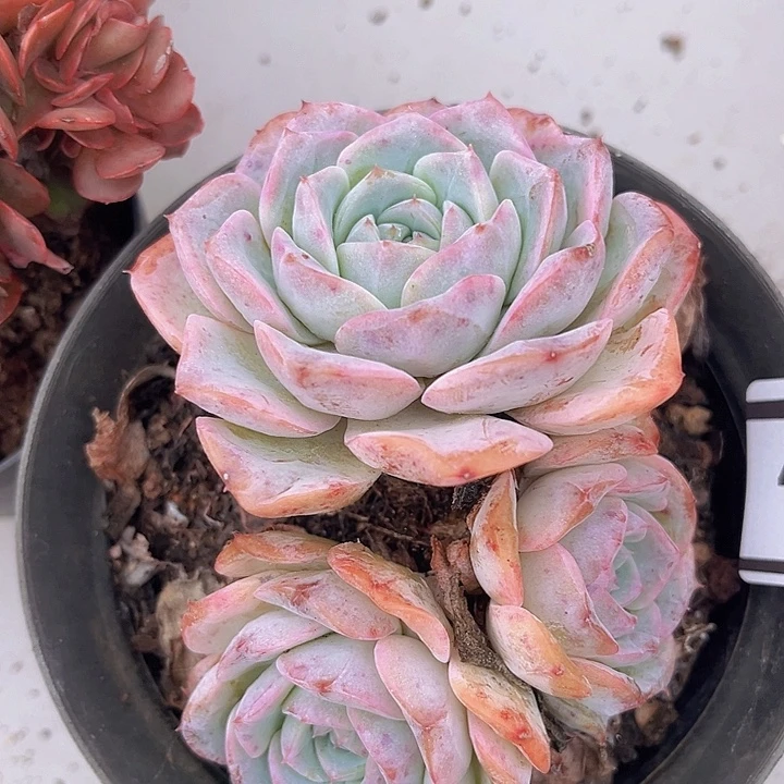 雪莲杂26177多肉植物