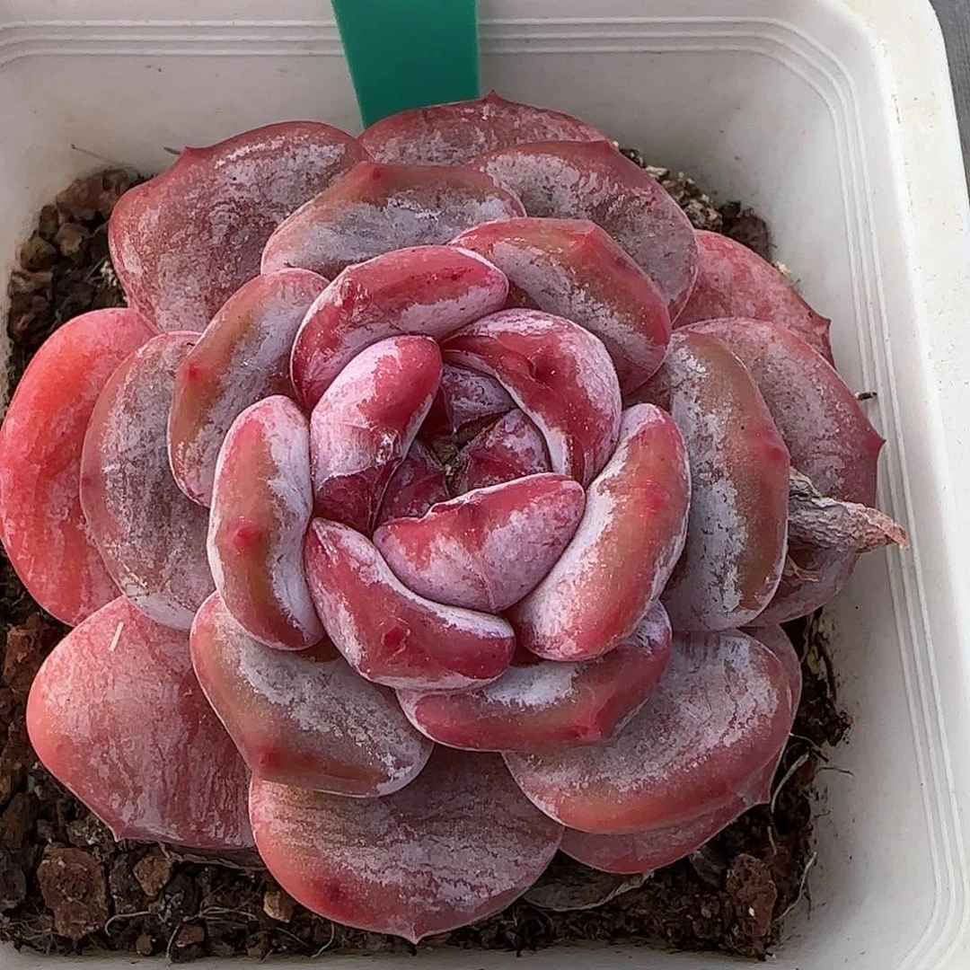 从前慢花园精选0117-4