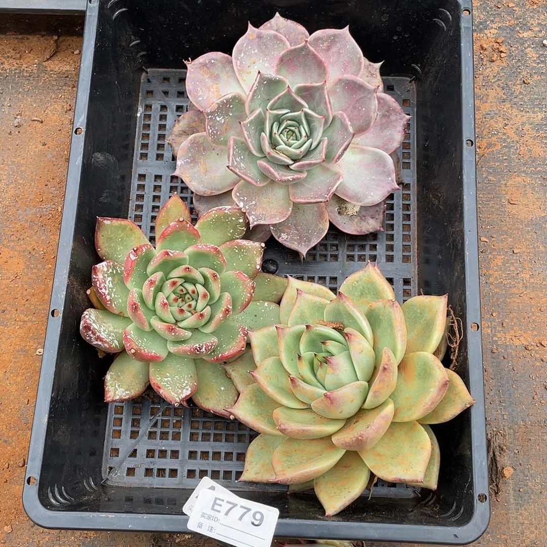 若如东云组拍E779