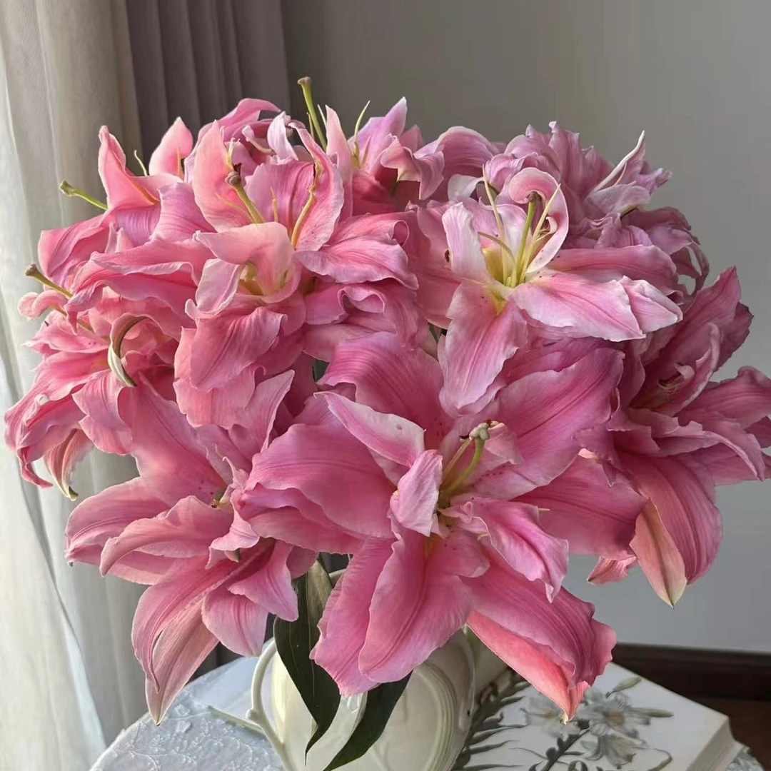 尤尼格     重瓣百合