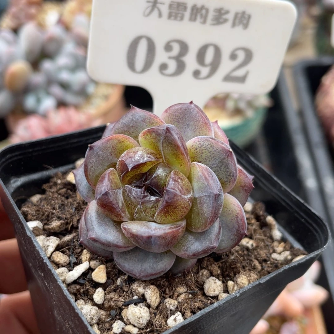 0392卡丝不带盆5厘米