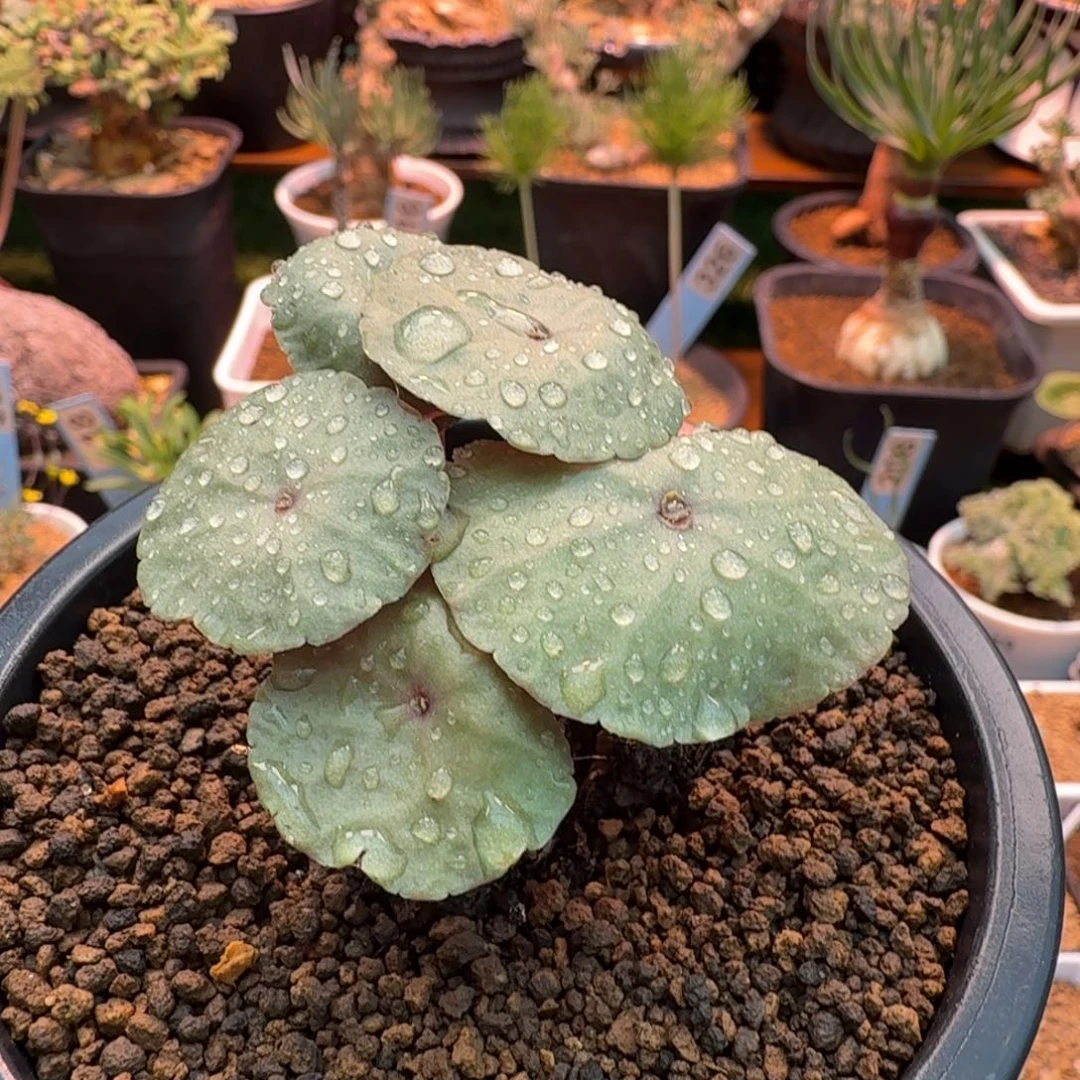 小雨伞085(小酒杯)