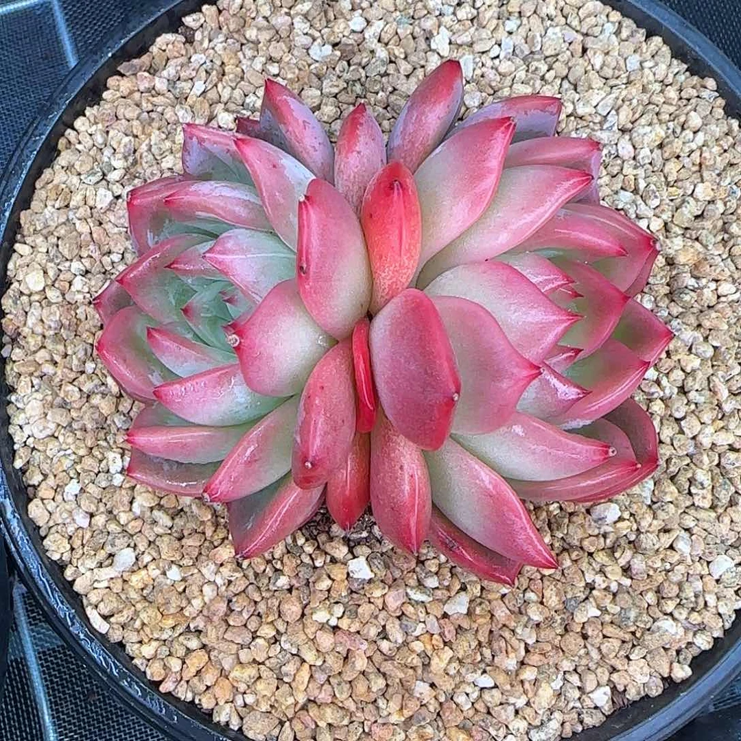 从前慢花园精选红鸾