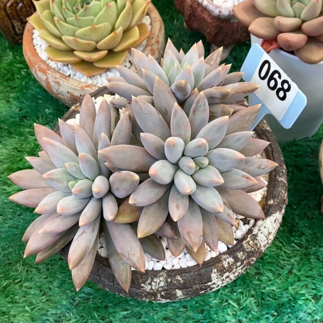哥特萝莉多肉植物盆栽