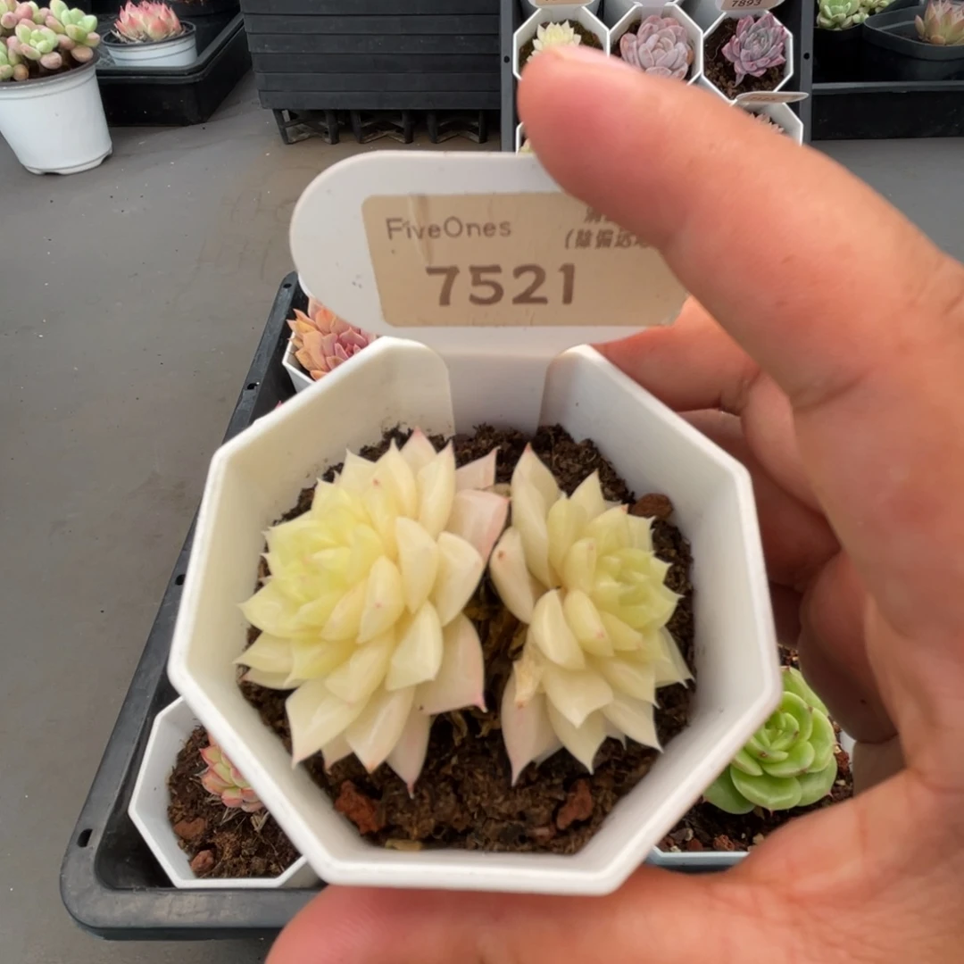 7521白天鹅4.5厘米