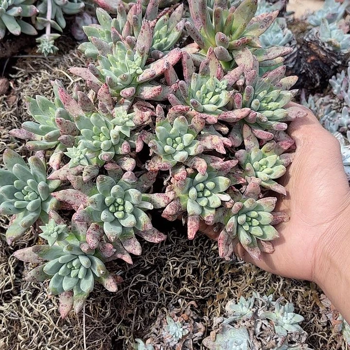 M****n仙女杯多肉植物