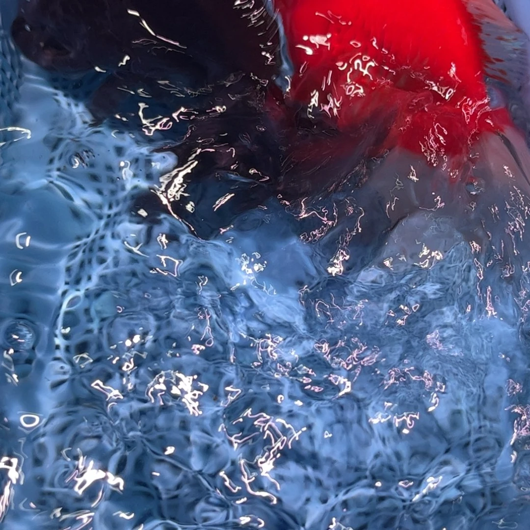 狮头鱼直播间一物一拍