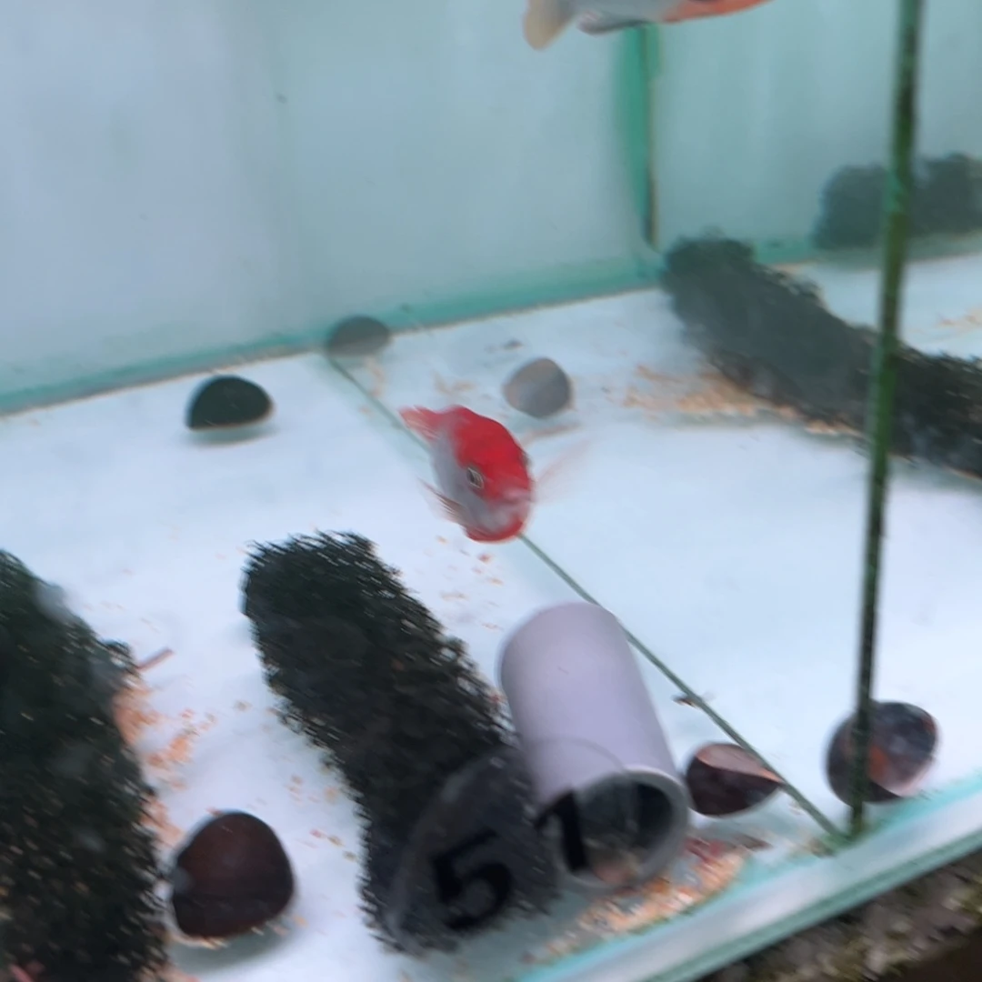 三***！海水鱼51号红鸡超级