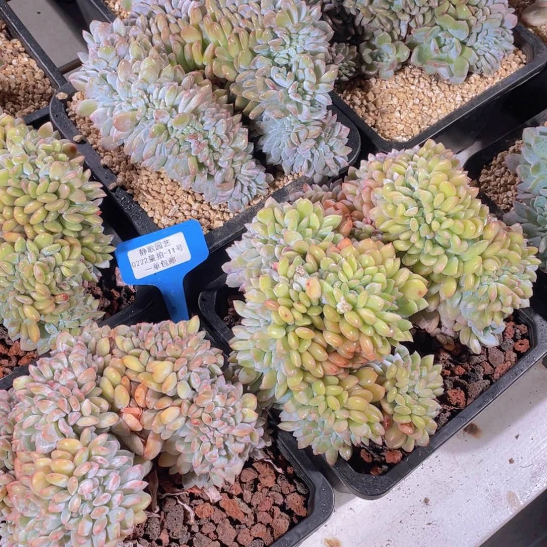 0222-11-韩版梦露缀化福利一颗