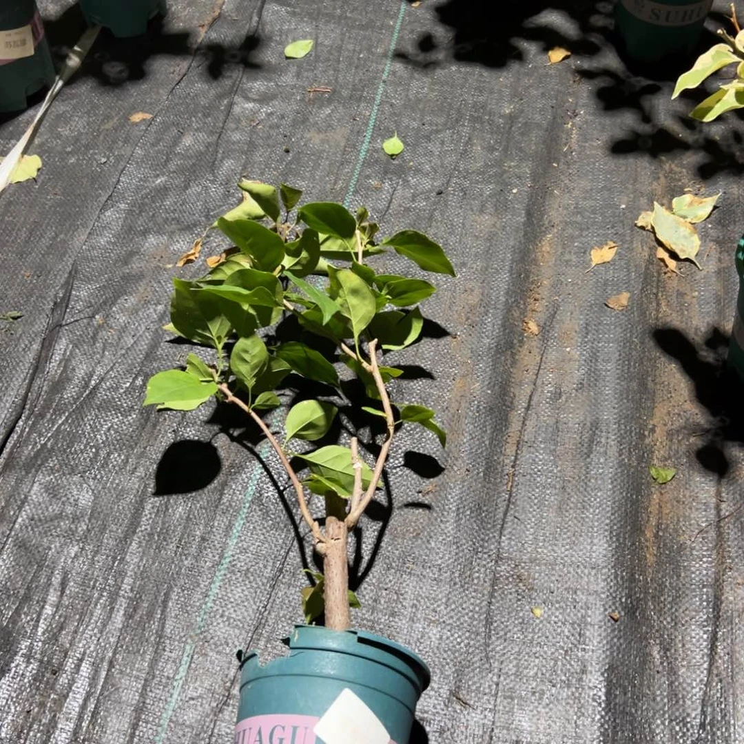 无花朵【重瓣红一棵】随机发货福利款不售后