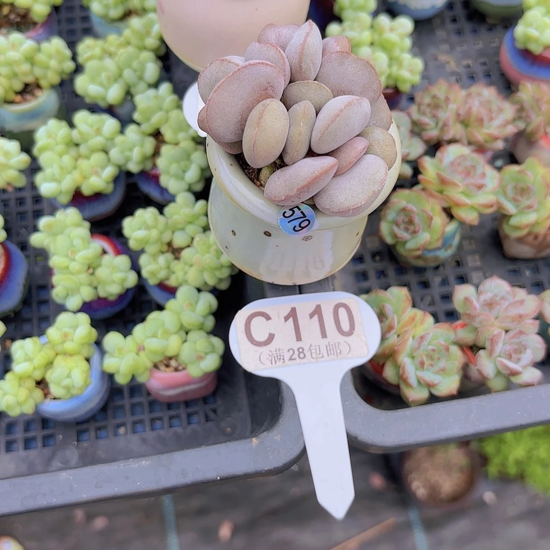C110红蛋一物一拍