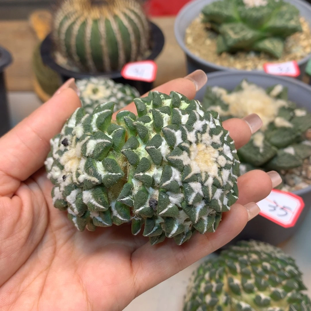 41号 苗接双头黑牡丹7.3公分 无根