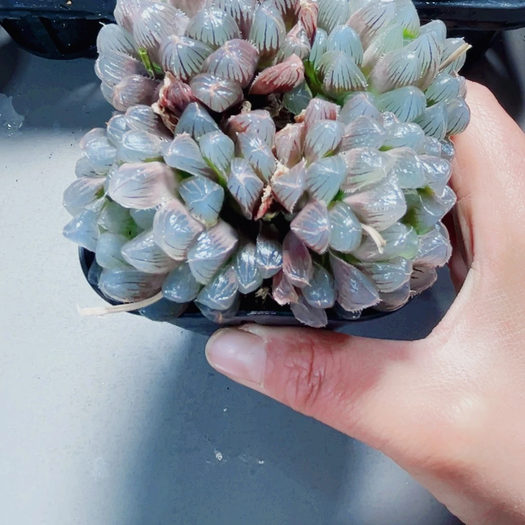 蓝镜玉露多肉植物6666