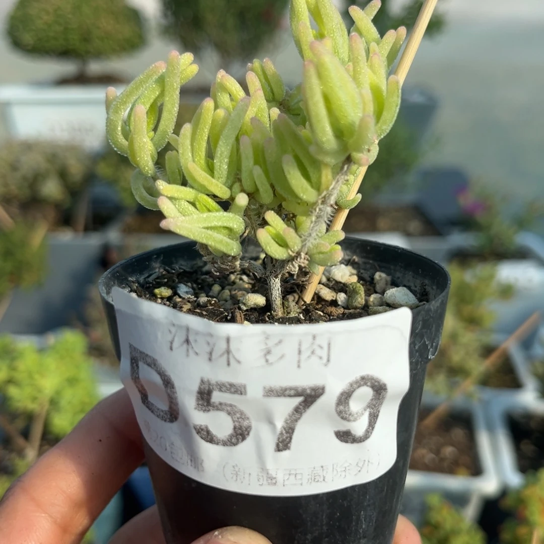579荧光兔锦枝干