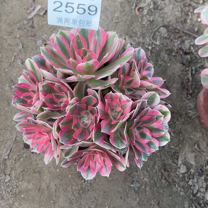 2559女巫的人多肉的人