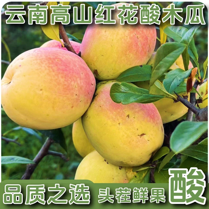 正宗云南红花酸木瓜当季水果孕妇水果云南特产水果炖鸡炖鸭煮鱼