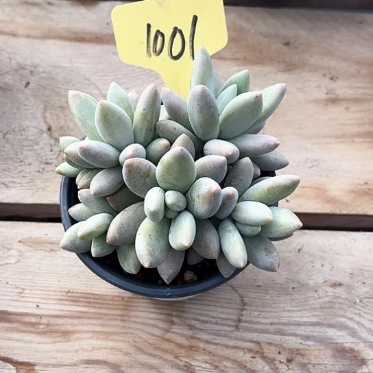 白兰地1001号码牌子的话