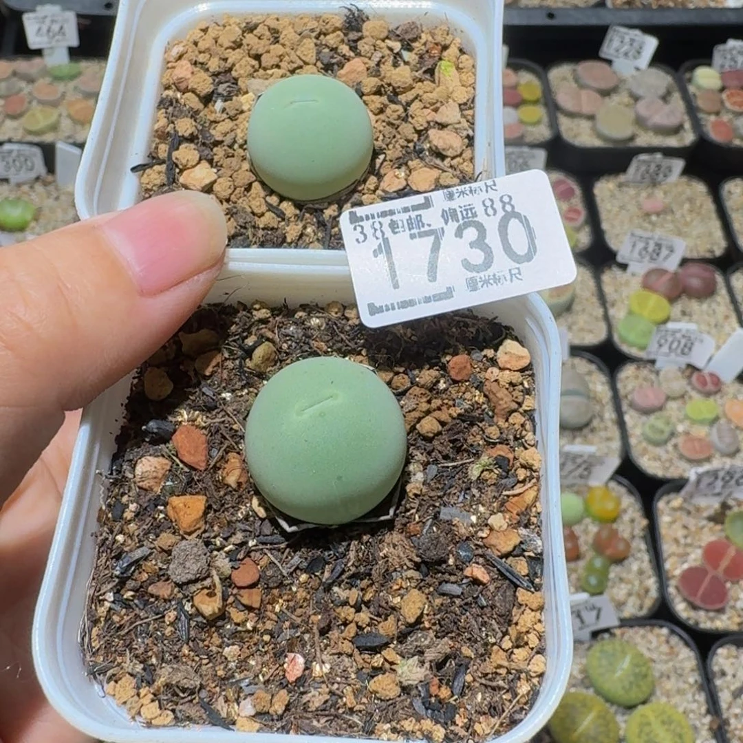 卷****Ssss精品生石花1730