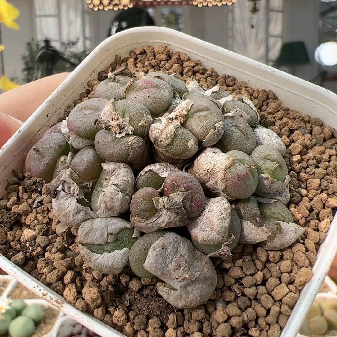 【闪购商品】99 小煎饼