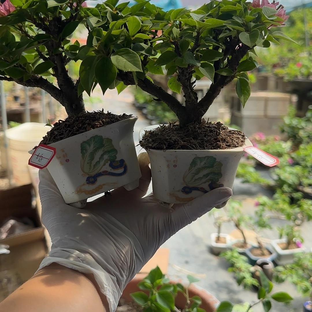 牛***仔当前无花朵，栽培后可花朵塔橙三角梅  牛