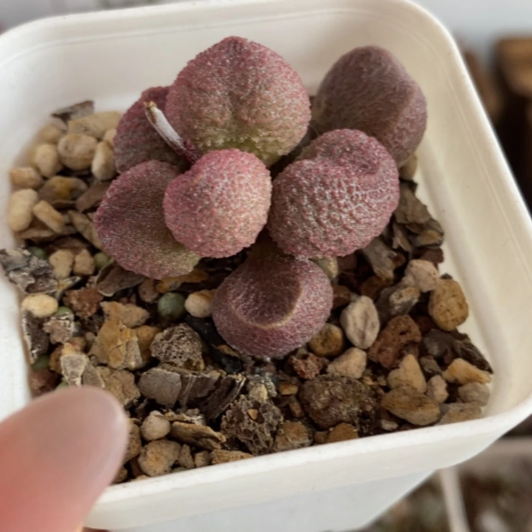 【闪购商品】无花朵水蜜桃