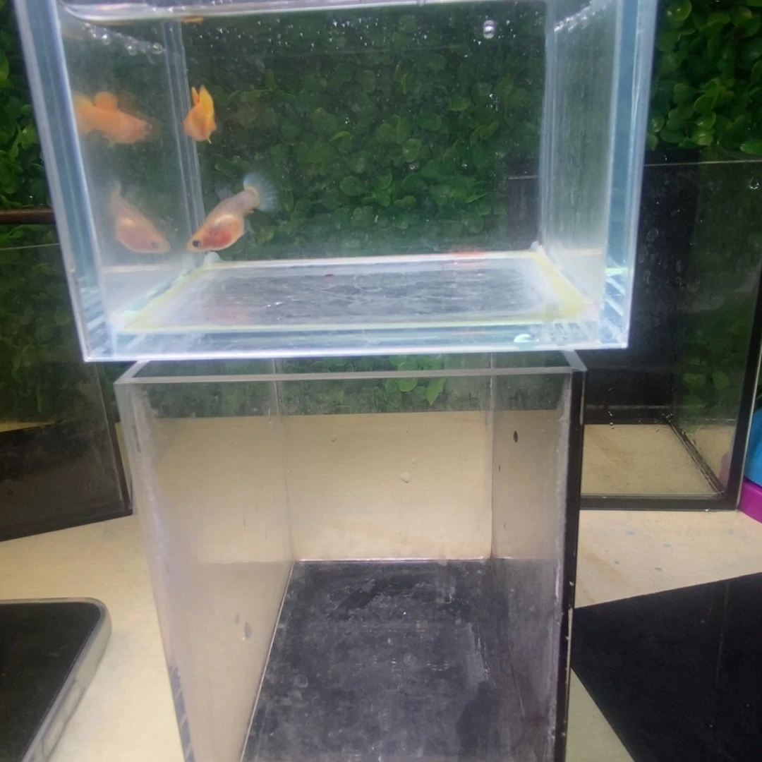 孔雀鱼黄金玻璃猫一对