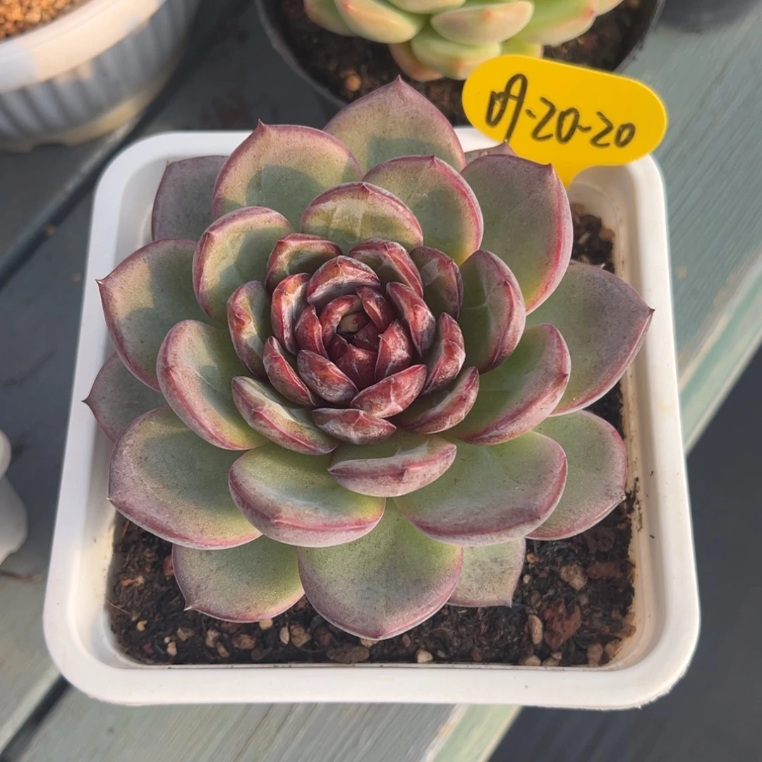 09-20-20夜皇后多肉植物