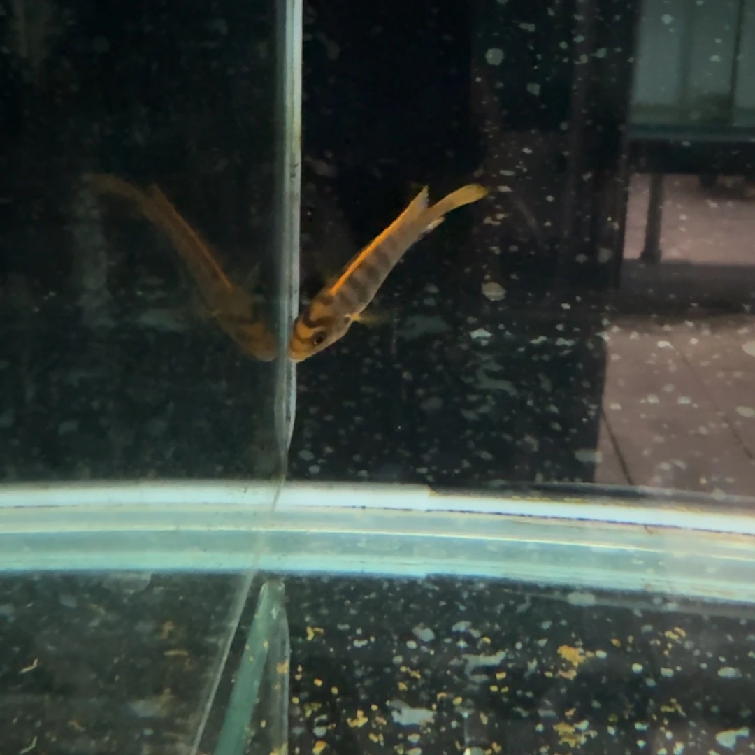 慈鲷红鸡852。