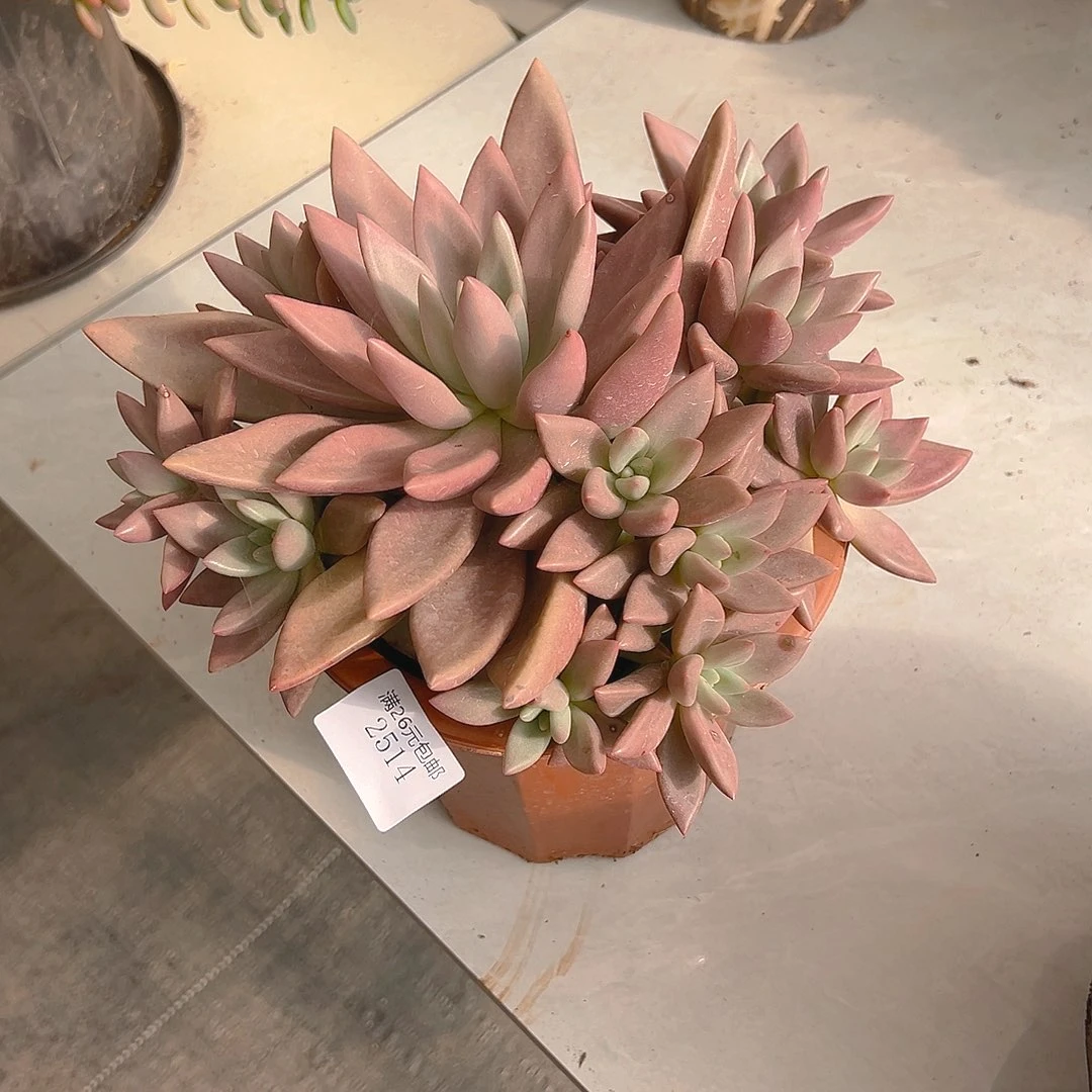 *****2514桃花源多肉植物多肉