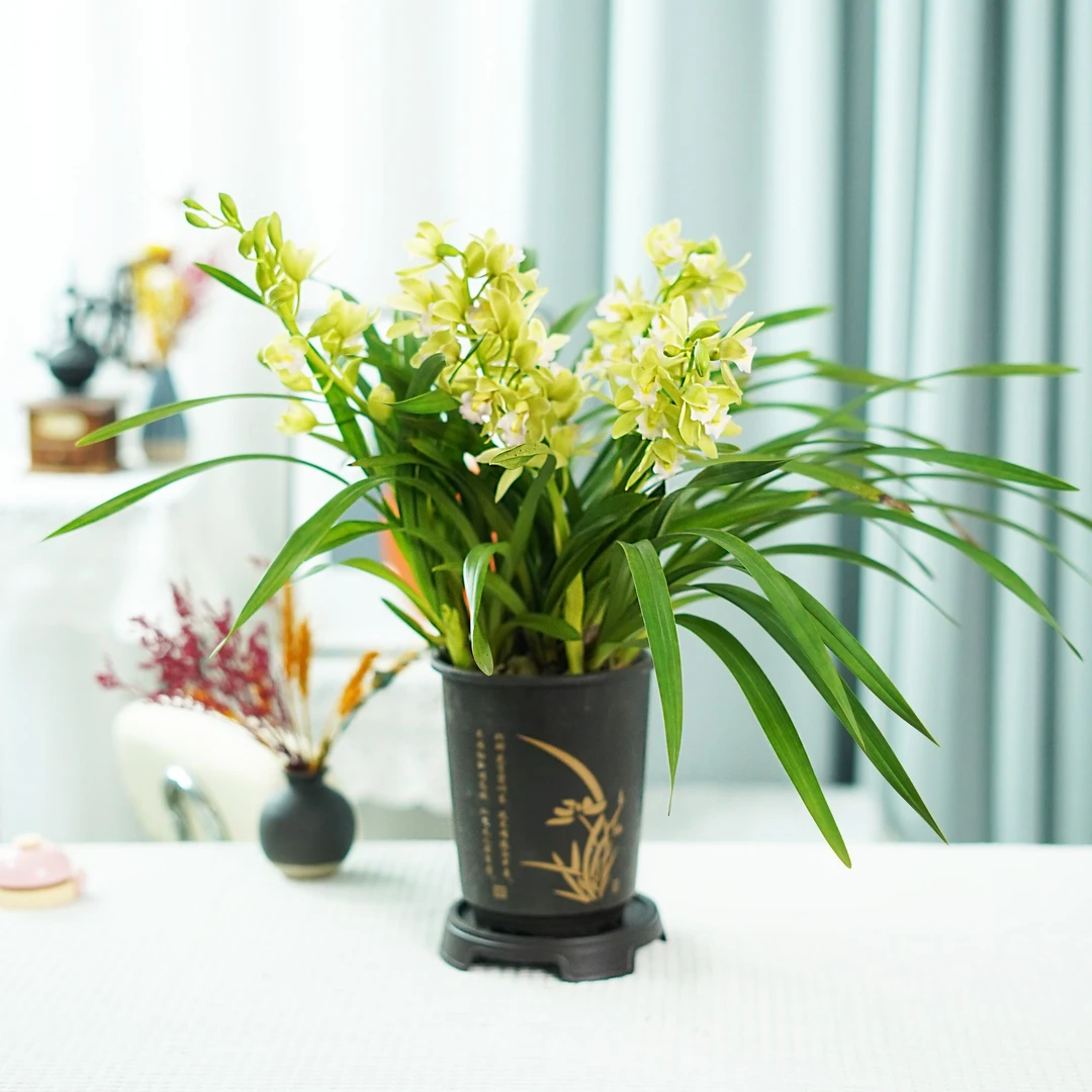 【香兰5-7支花剑】大花惠兰香兰兰花带花苞兰场基地带古风盆栽好