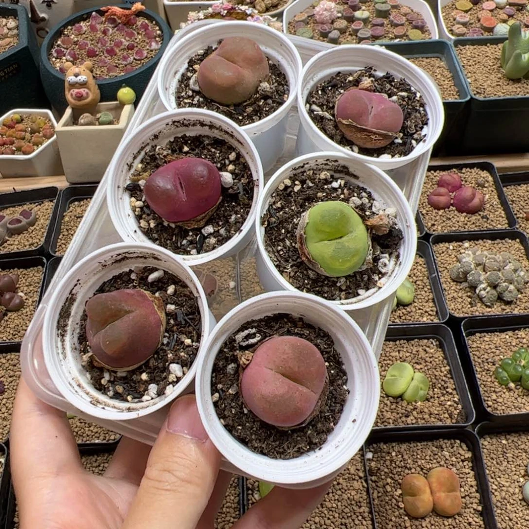 【闪购商品】超**?240 一起