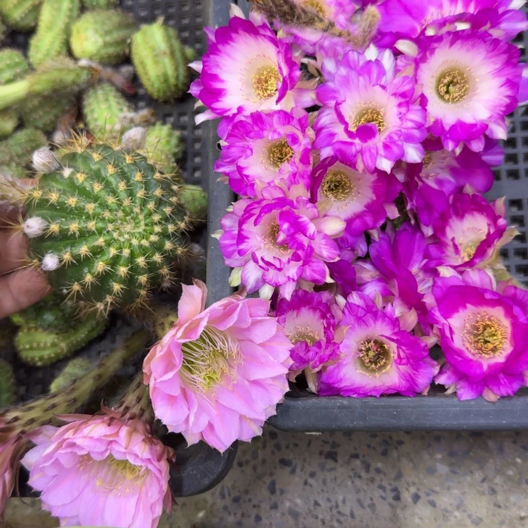 327丽花139歪无根侧牙3公分左右，20包邮