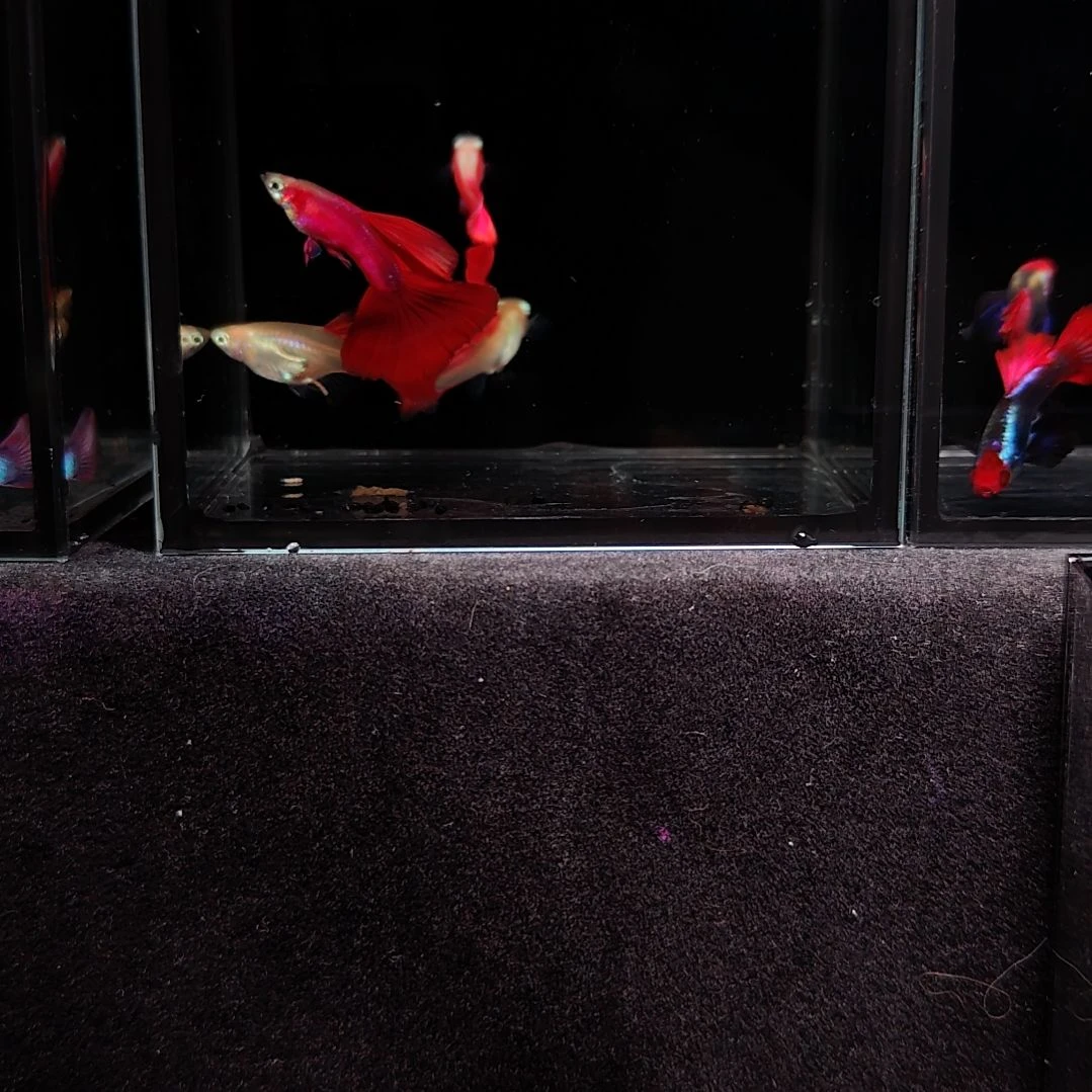 海水鱼黄化全红两对。