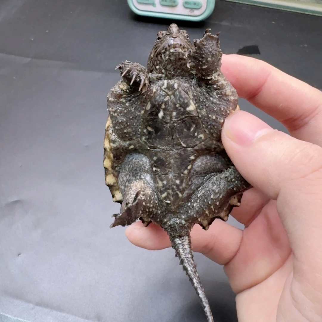 宠物龟不分公母111
