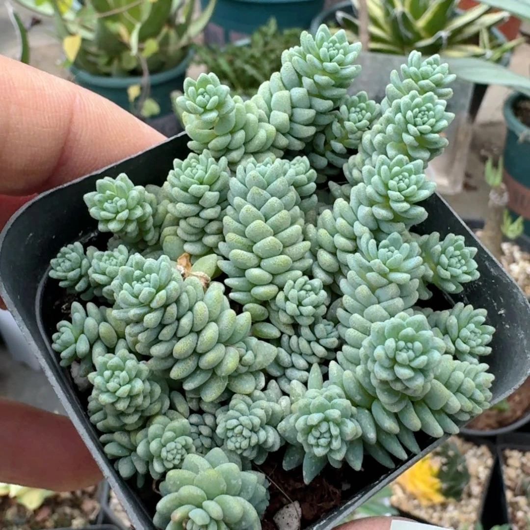 467旋叶姬星美人带盆发货