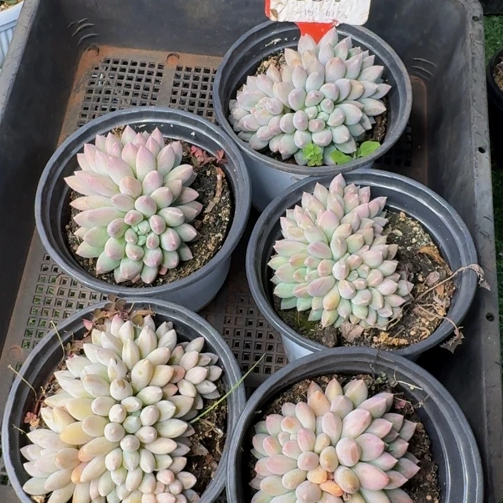 097多肉植物一物一拍