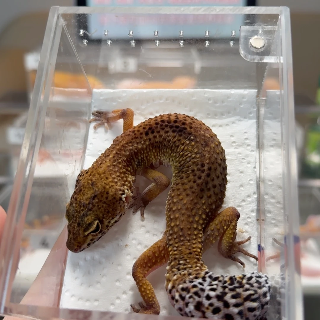 豹纹守宫小脏橘妹妹