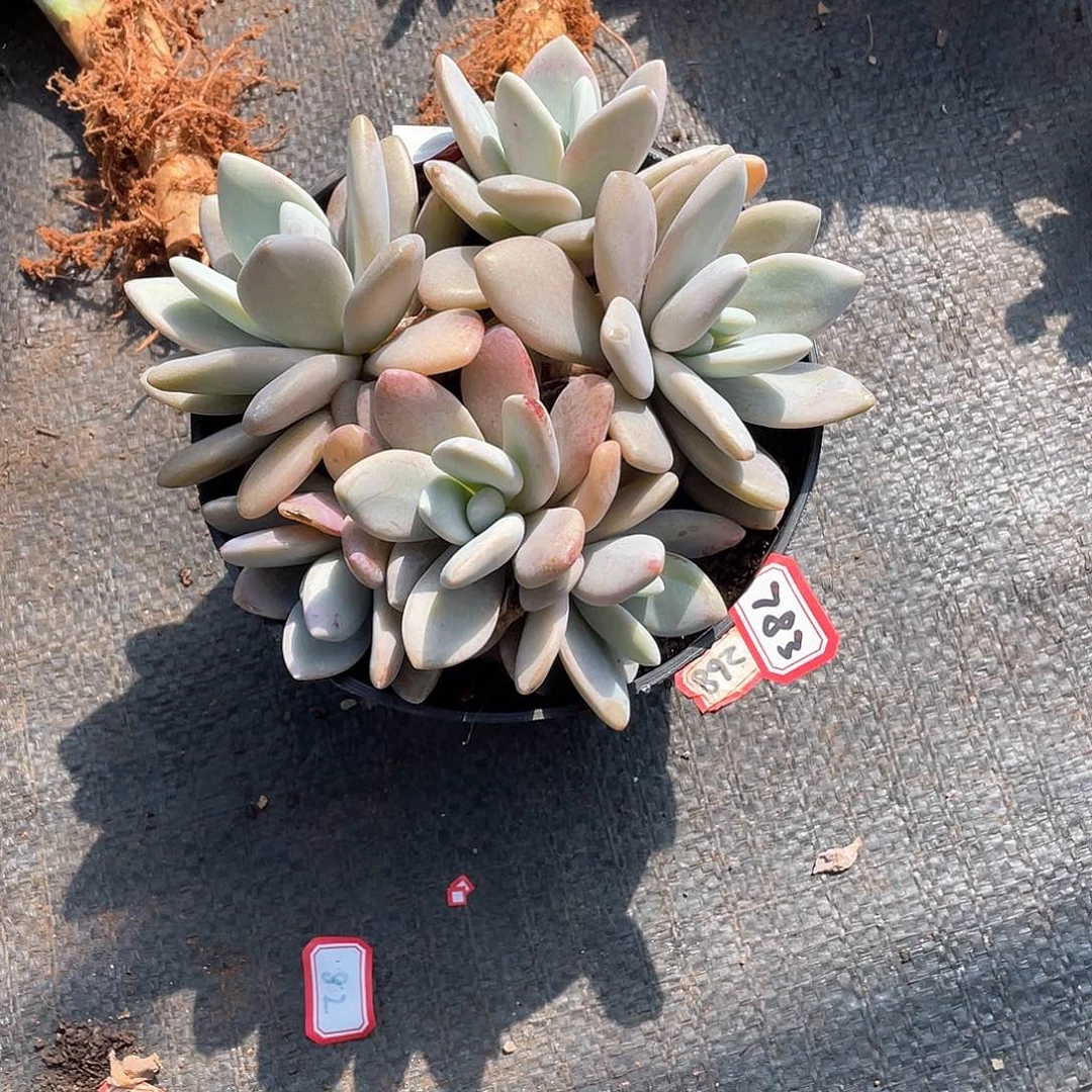 783粉兔 一物一拍多肉