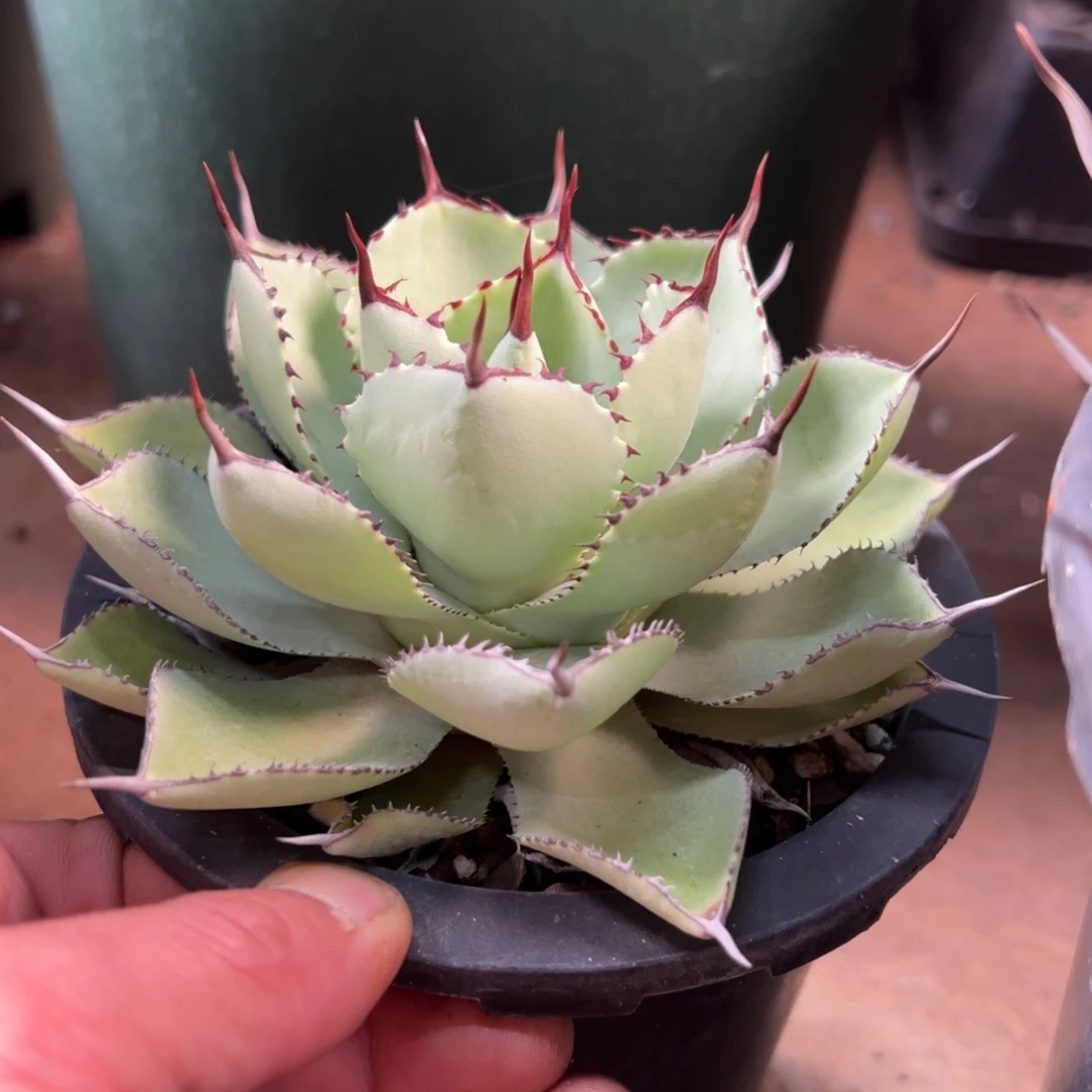 无花朵多肉植物龙舌兰道