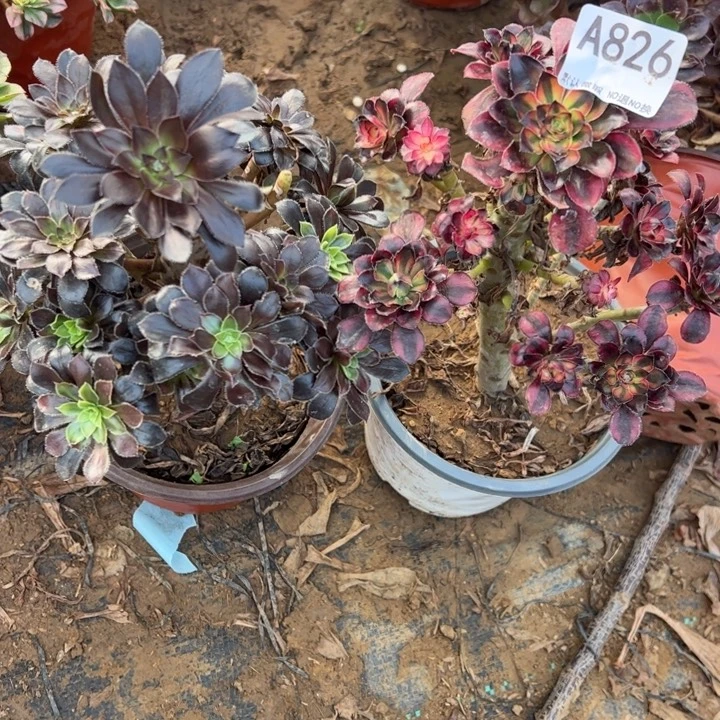 组合微瑕2颗多肉植物826.