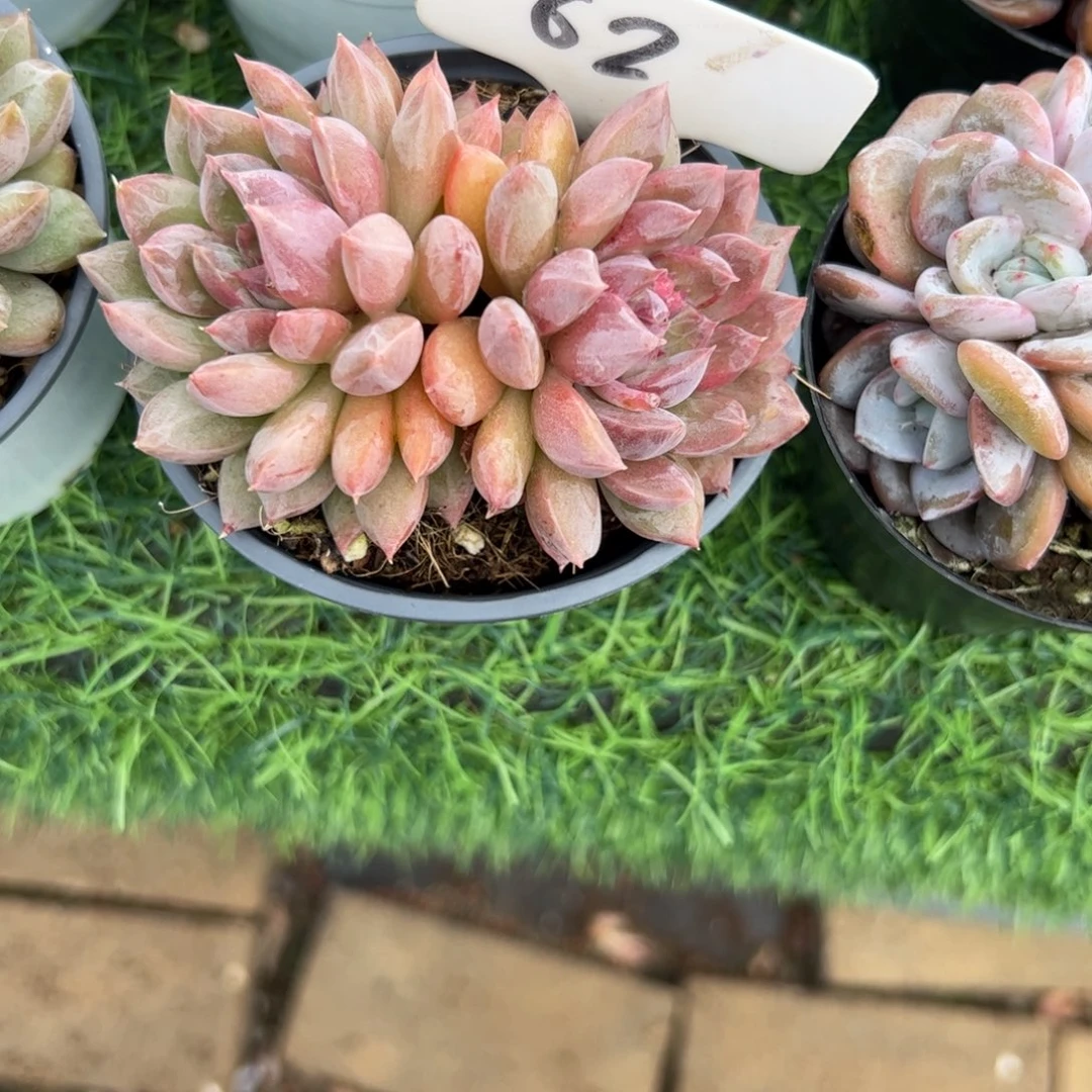 黑水晶玫瑰多肉植物