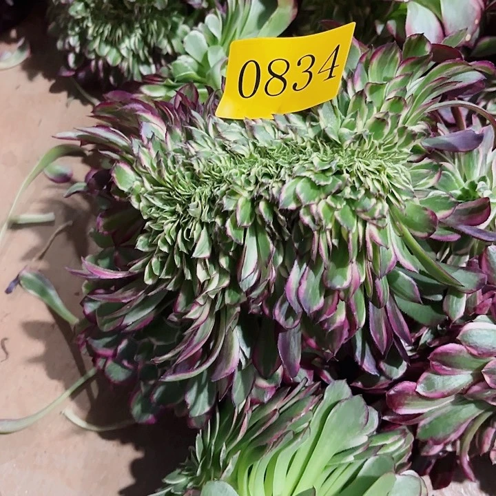 ?**?多肉植物天和缀0834