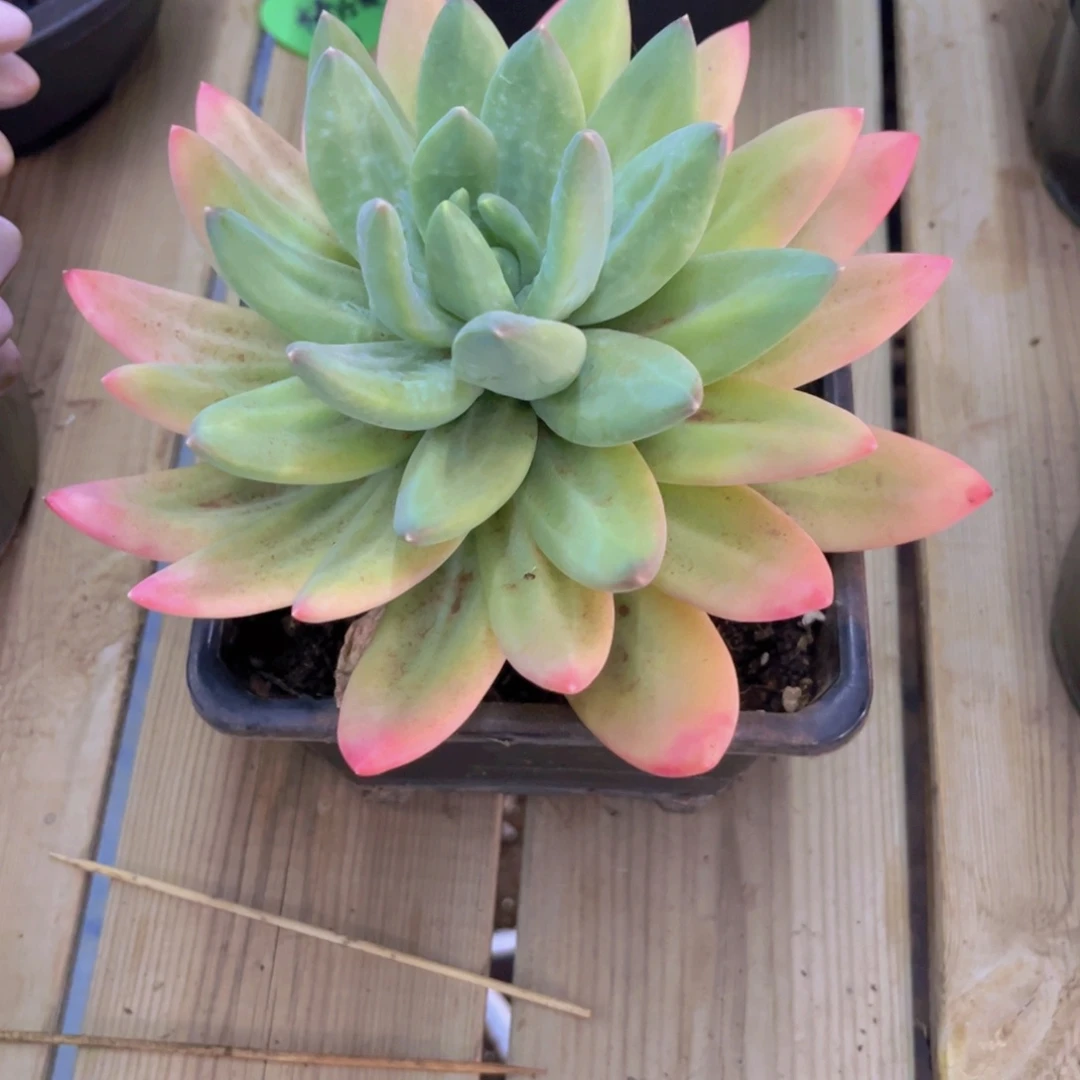 海洋之歌单头美肉美