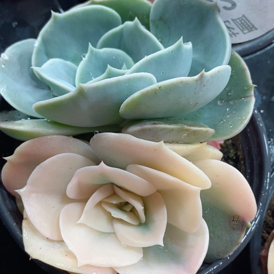 402天鹅湖锦 小方花圃一物一拍